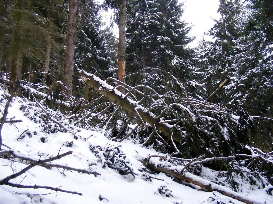 Nel bosco, una inutile strage.